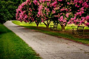 Deciduous trees add seasonality to your garden.