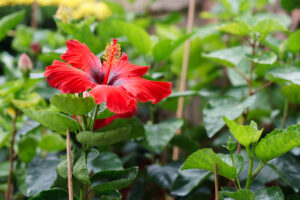 What to plant in January