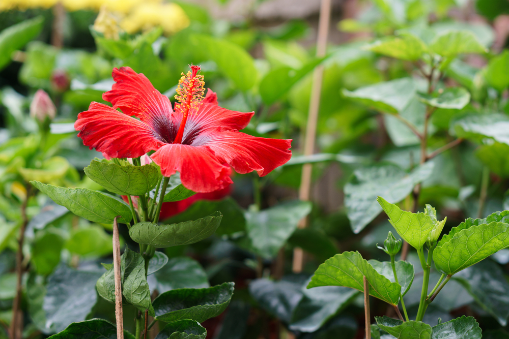 What to plant in January