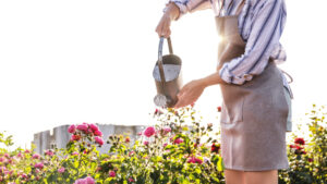 Give your roses the best start.